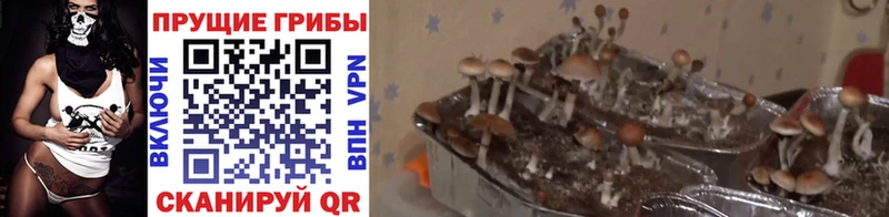 Псилоцибиновые грибы MAGIC MUSHROOMS  KRAKEN ССЫЛКА  Баксан 